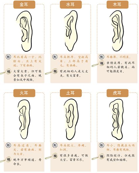 耳朵白 面相|十六种耳朵面相图文分析三六风水网